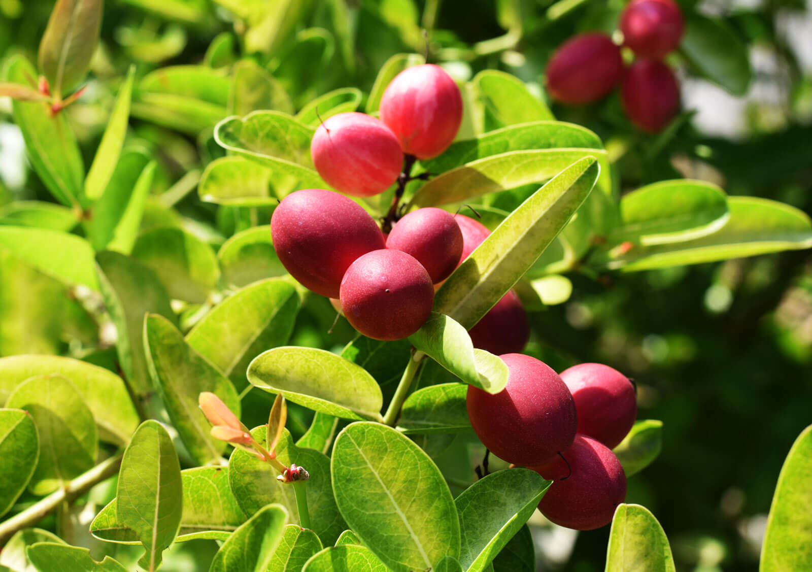 Best Fruit Plants to Grow in Your Home Garden