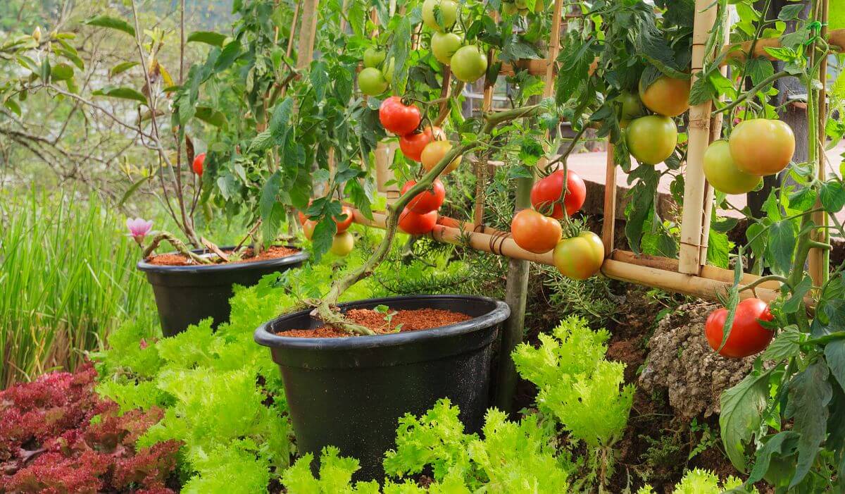 Stunning Backyard Vegetable Garden Ideas That Look Great