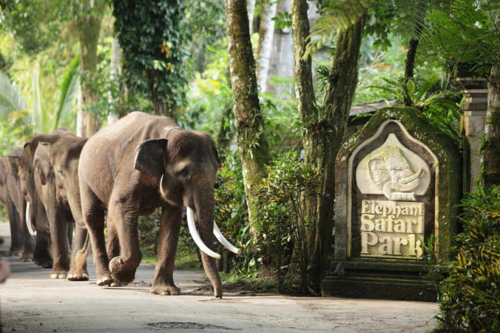 Bali Elephant Safari Park