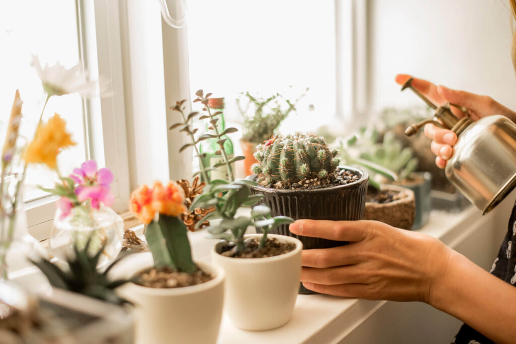 Succulents and Cacti for Indoor Garden 