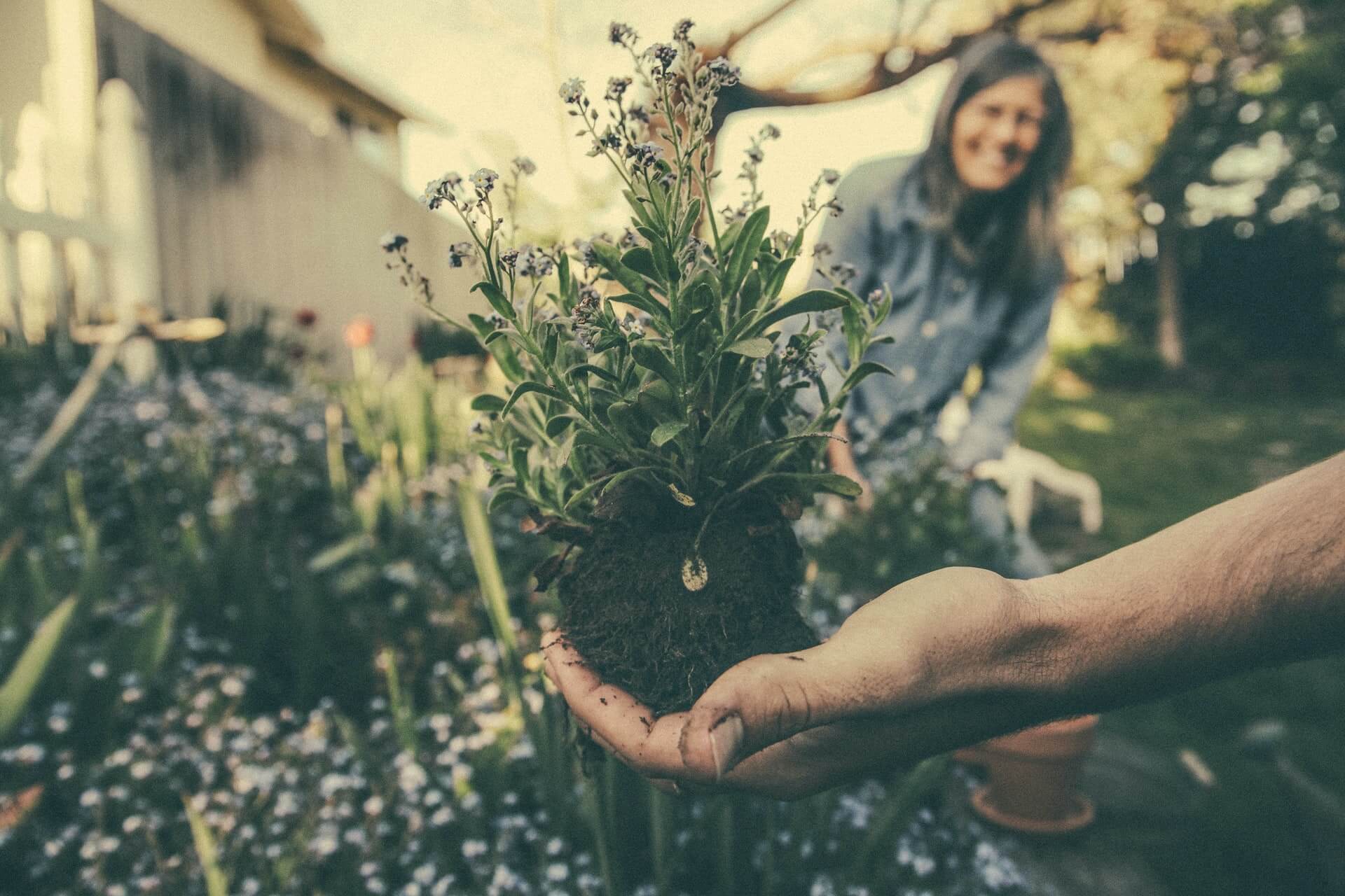 Small Garden Ideas on a Budget