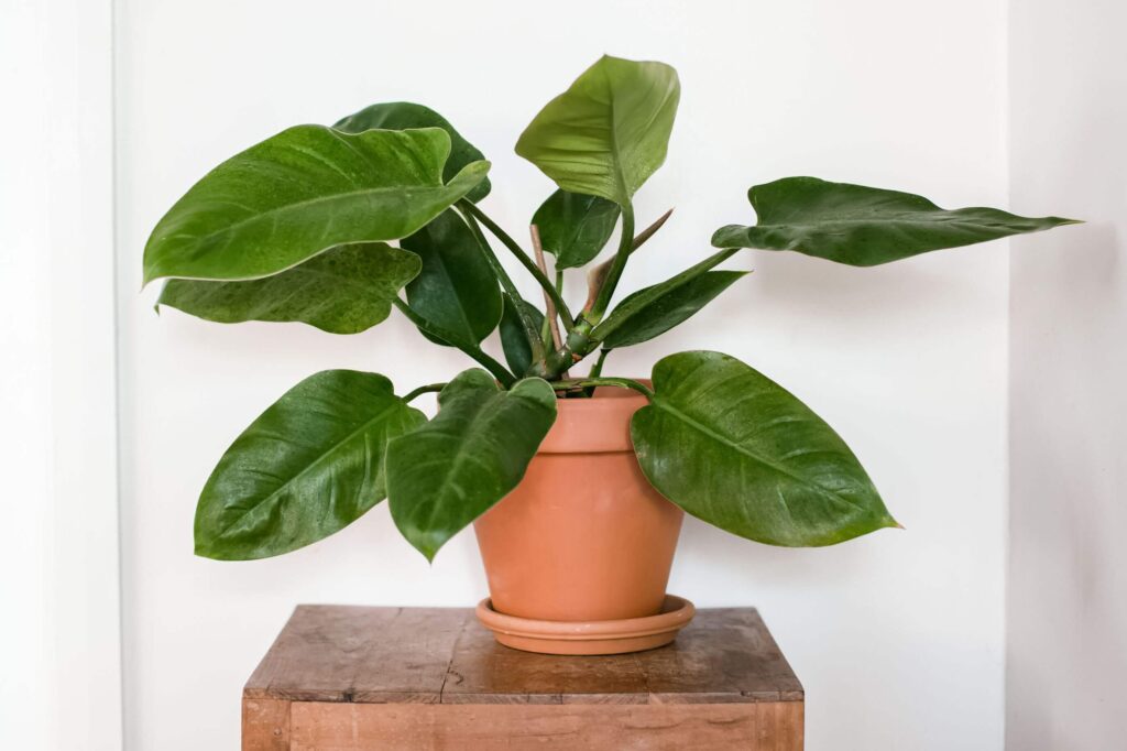 Philodendron