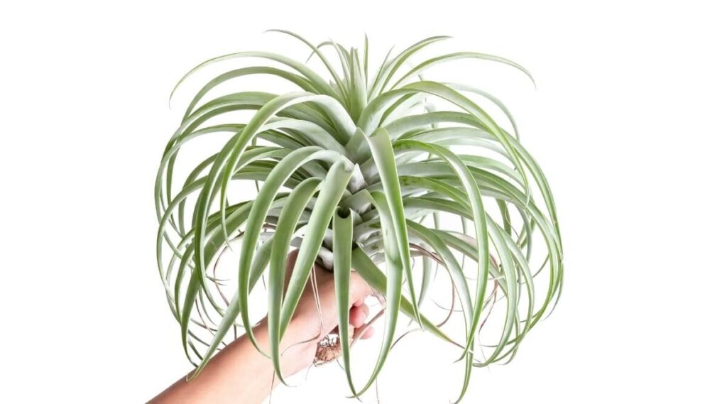 Tillandsia