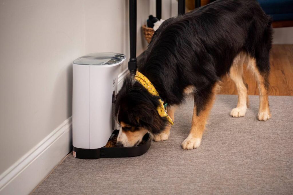 Arf pets automatic dog & cat feeder