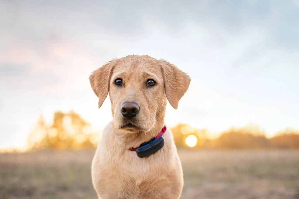 Cube real time gps dog & cat tracker