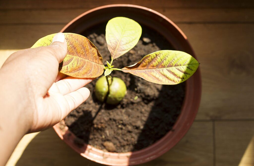 How to grow an avocado tree
