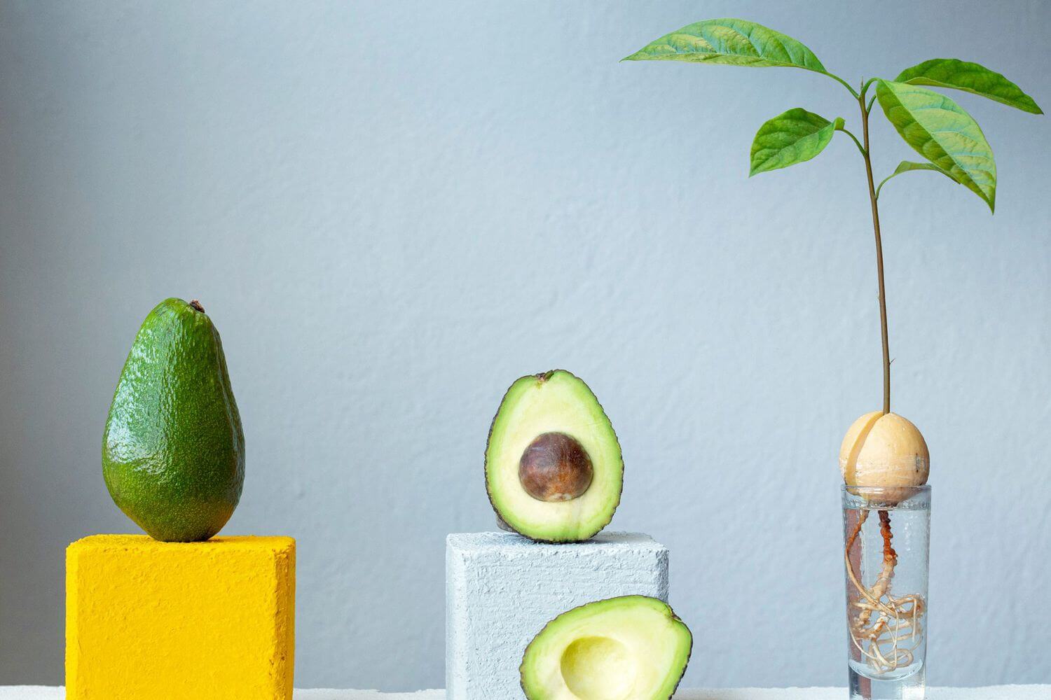 How to grow an avocado tree from seed