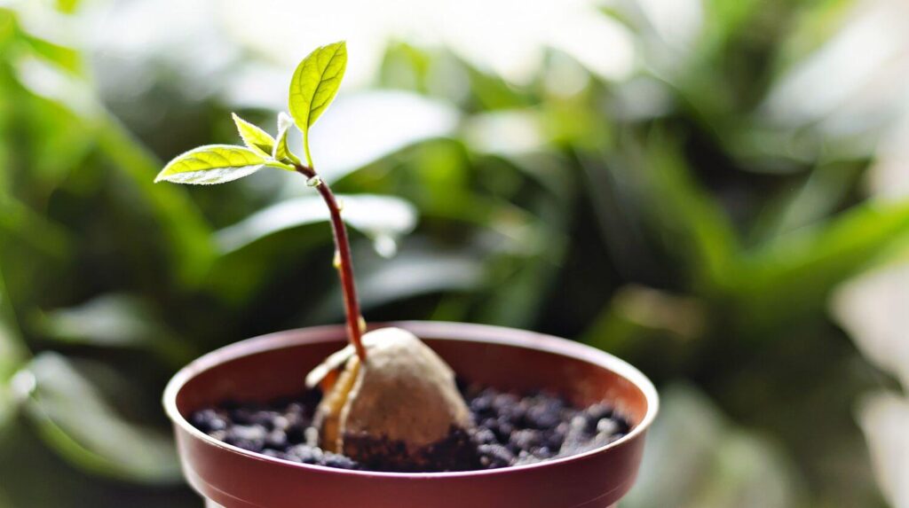 How to plant an avocado pit