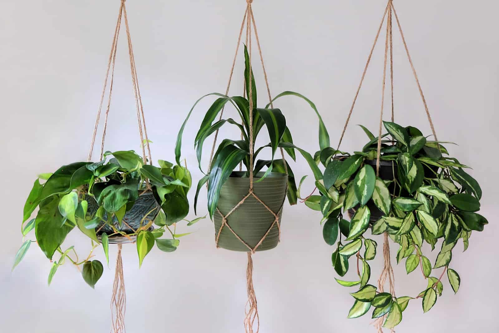 Fastest growing indoor hanging plants